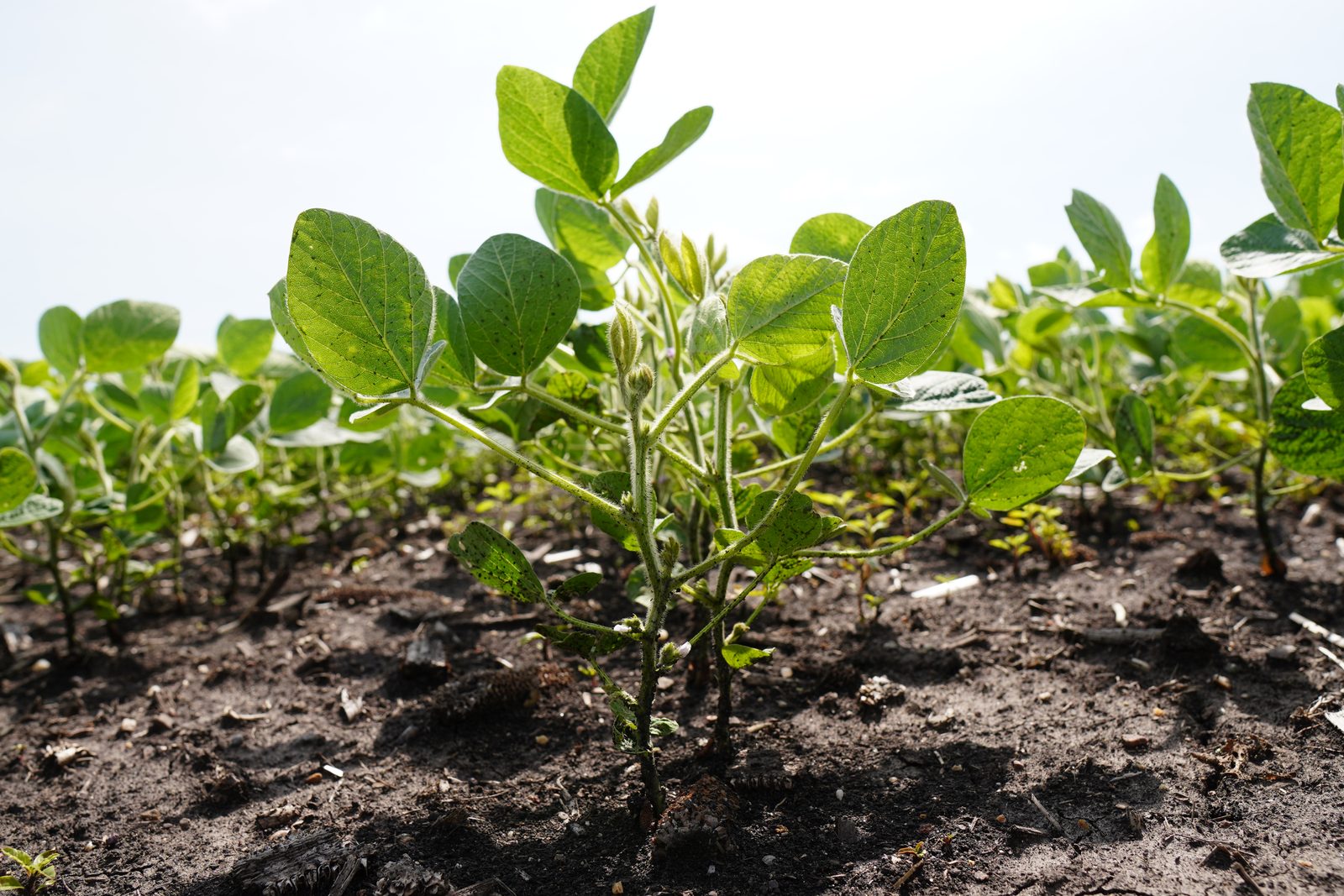 In-Season Soybean Decisions: The Calls That Quietly Decide Your Bean Yield — article photo
