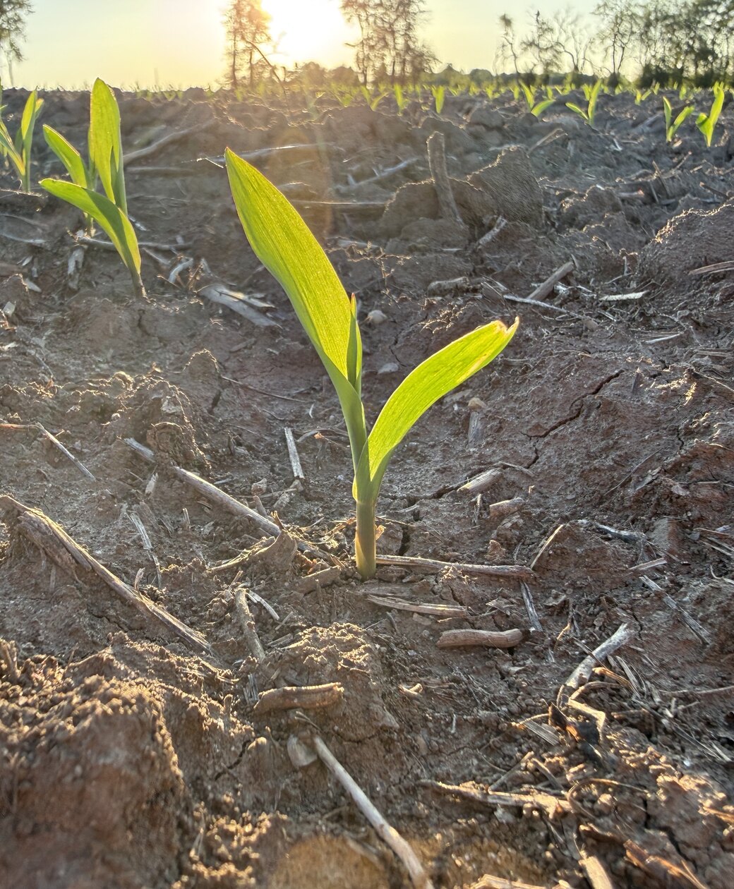 How to Lower Your Corn's Carbon Intensity (and Why It's Worth Money Under 45Z) — article photo