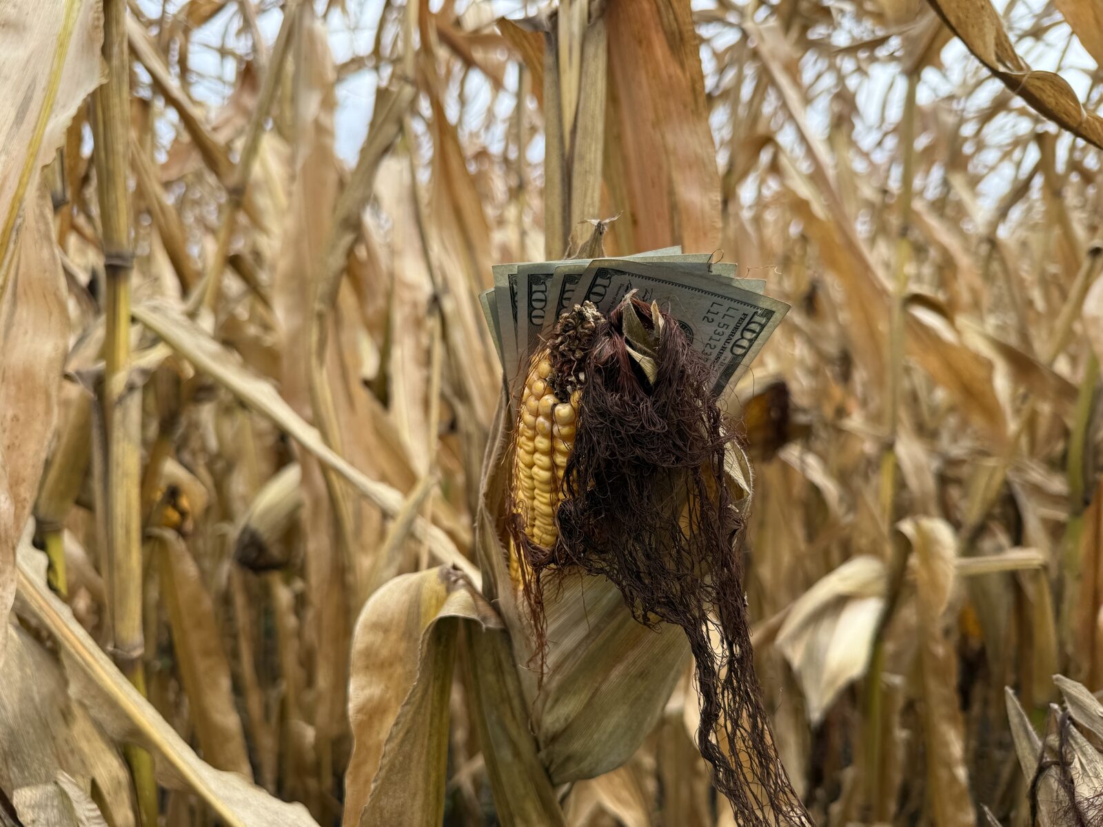 Hundred-dollar bills tucked behind a dried ear of corn still on the stalk in a harvest-ready cornfield — profit per acre, one field at a time